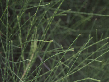 Close-up of grass