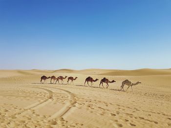 Horses in a desert