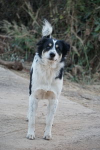 Portrait of dog standing on field