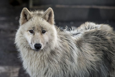 Close-up portrait of white wolf