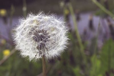 Close-up of dandelion flower