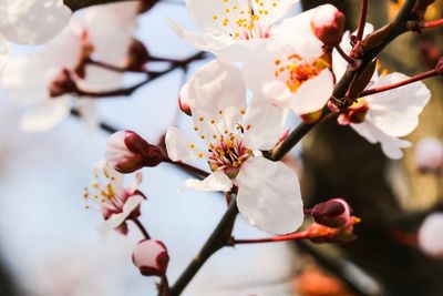 Close-up of apple blossoms in spring