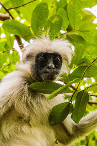 Portrait of a monkey