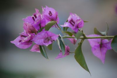 Close-up of flowers blooming outdoors