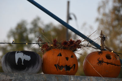 Close-up of pumpkin on plant during halloween