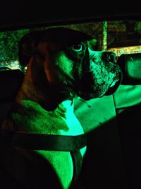 Close-up of a dog looking away