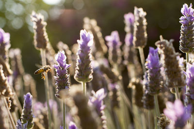 Close-up of bee on lavender flowers