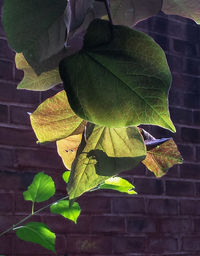 Close-up of leaves