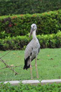 Heron standing on field