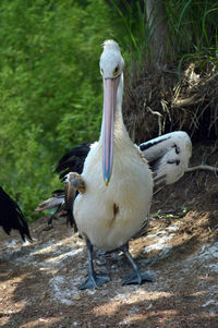 Pelican with broken wings by the river photo