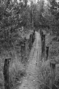 Dirt road amidst trees in forest