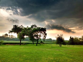 Trees on field against sky during sunset