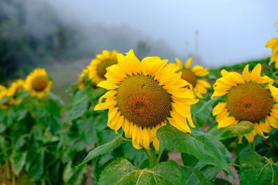 Close-up of yellow flowering plant on field