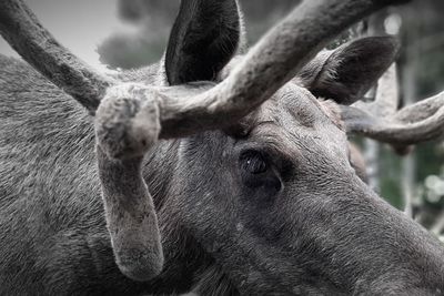 Close-up of deer