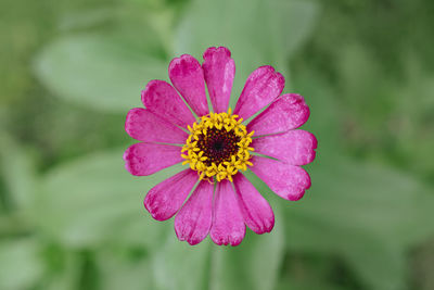 Close-up of pink flower