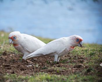 Side view of corellas on field against lake