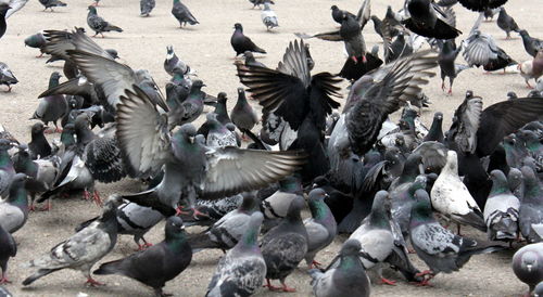 Flock of pigeons