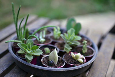 Close-up of potted plant