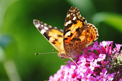 Close-up of butterfly pollinating on flower