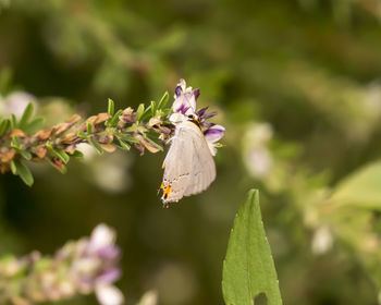 Close-up of butterfly on flower