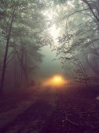 Sunlight streaming through trees in forest