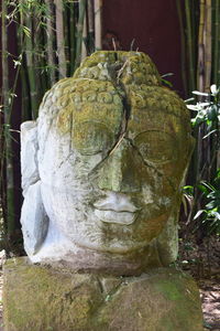 Close-up of statue against tree trunk