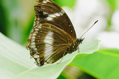 Close-up of butterfly on leaf