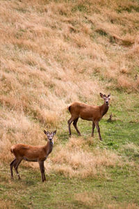 Side view of deer standing on field