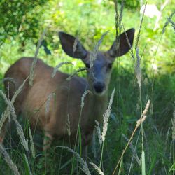 Animal in forest