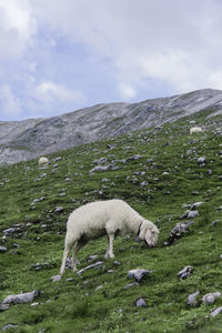 Sheep in a field