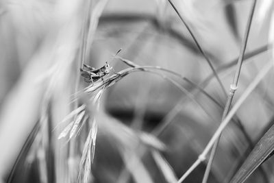 Close-up of insect on plant