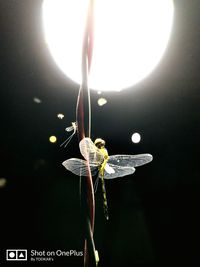 Close-up of insect against black background