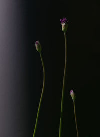 Blossoming buds on a dark green background.selective soft focus. copy space.the artistic composition