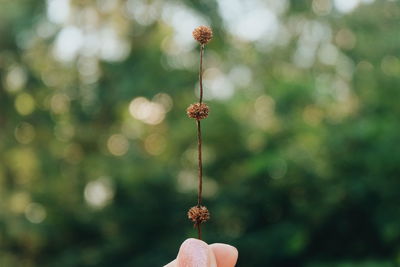 Close-up of hand holding dry flowers