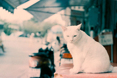 Portrait of cat looking away