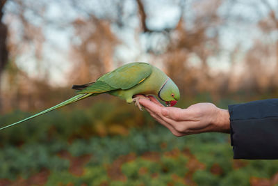 Close-up of bird perching on branch