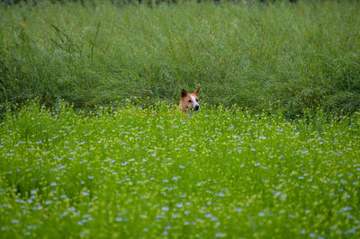 Dog running in field in faridpur, bangladesh.