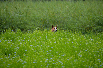 Dog running in field