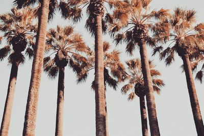 Low angle view of palm trees against clear sky