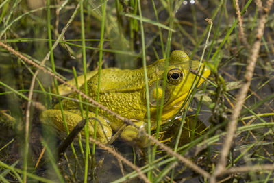 Close-up of yellow lizard on leaf