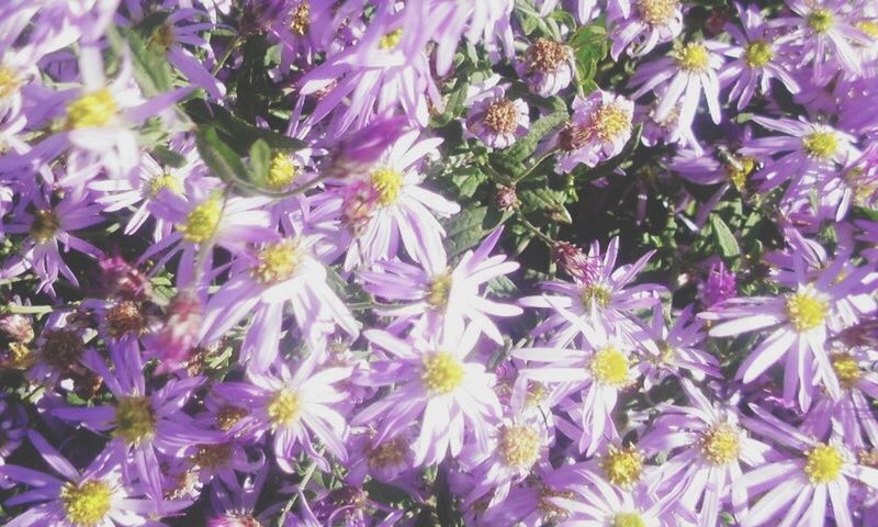 Tatarian Aster