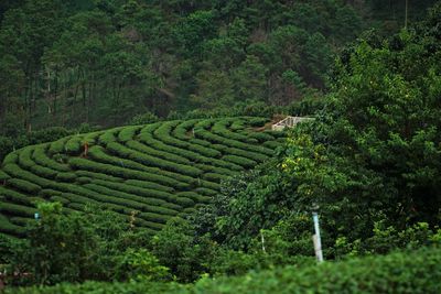 Aerial view of fresh green tea terrace farm on the hill