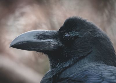 Close-up of a bird looking away