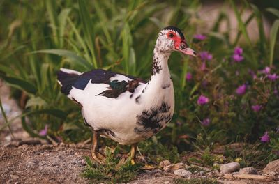 Close-up of a bird on field