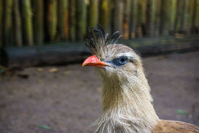 Close-up of a bird looking away