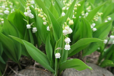 Close-up of white flowering plant