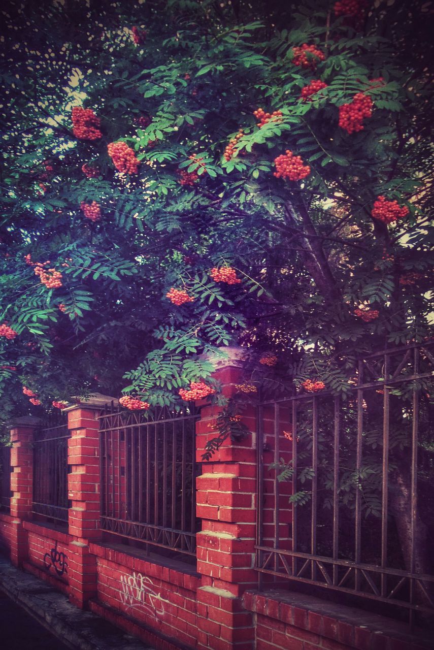 red, building exterior, tree, growth, built structure, architecture, plant, fence, nature, outdoors, house, no people, railing, flower, branch, night, closed, ivy, brick wall