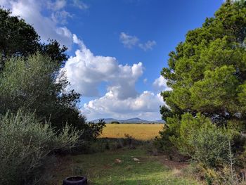 Trees on landscape against sky