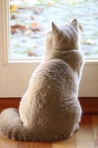 Close-up of cat sitting on window