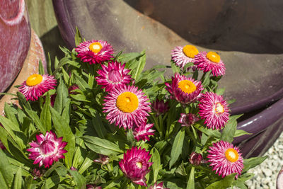 High angle view of pink flowering plants